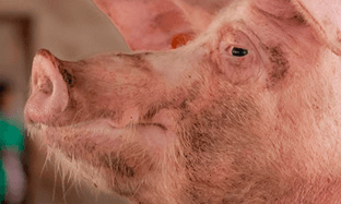 Beneficios del uso de inyectables L.A.